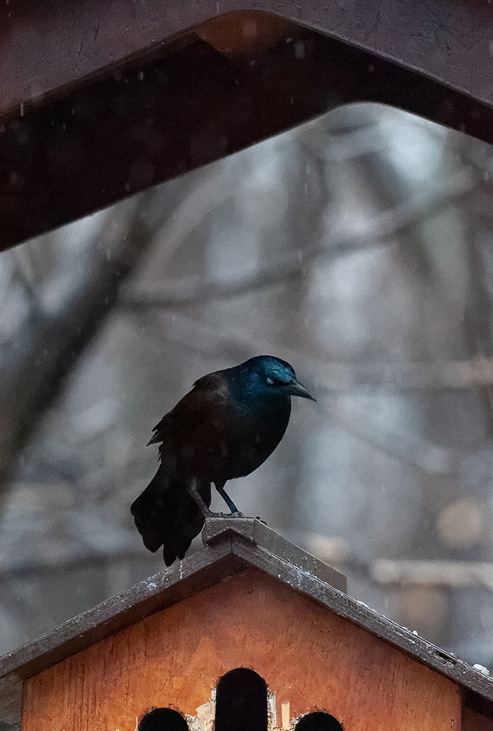 20190408134158_60199.jpg RX100-20190408DSC_9441_DxO.jpg