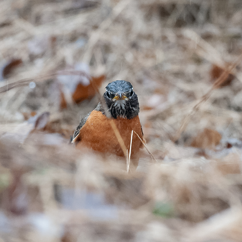 20190408134214_64071.jpg RX100-20190408DSC_9810_DxO.jpg