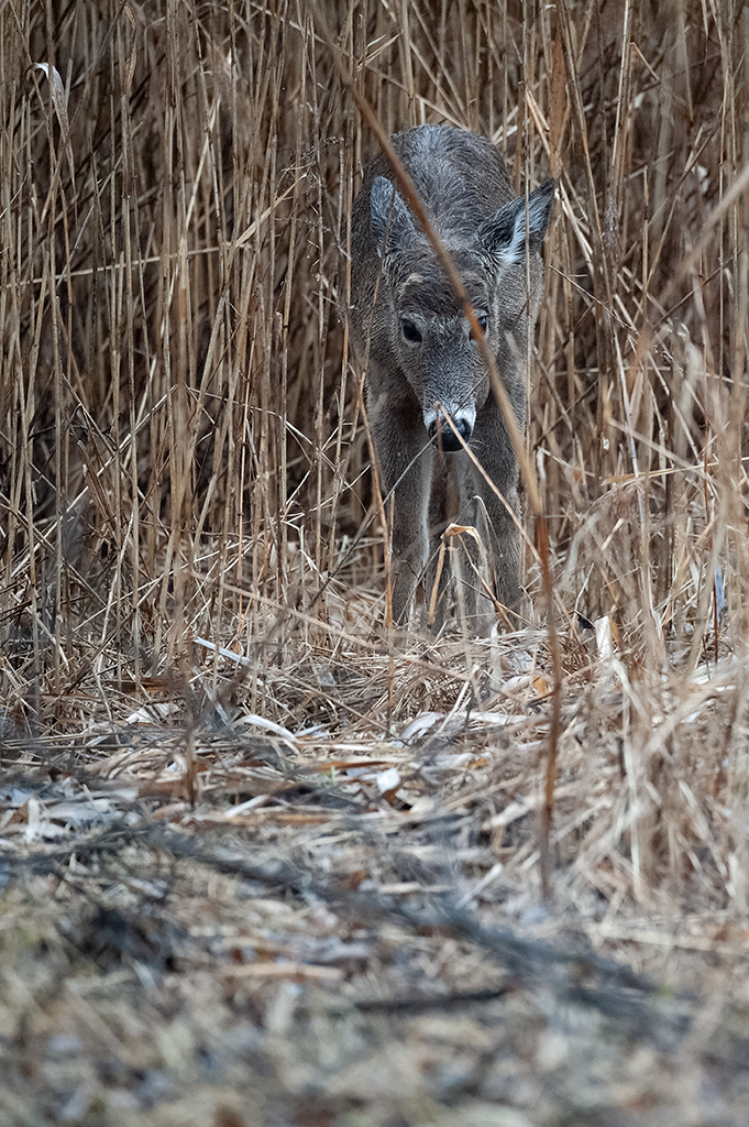 20190408134233_25636.jpg RX100-20190408DSC_9750_DxO.jpg