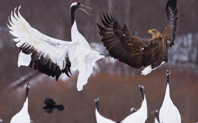 0001-1 ��ӥ��.jpg