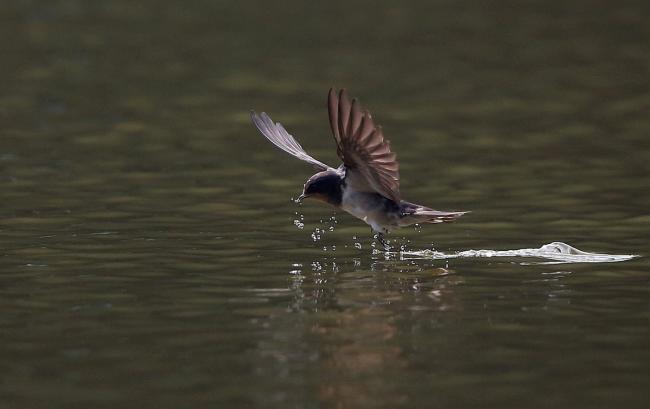 20190513035950_38787.jpg 燕子抄水.jpg