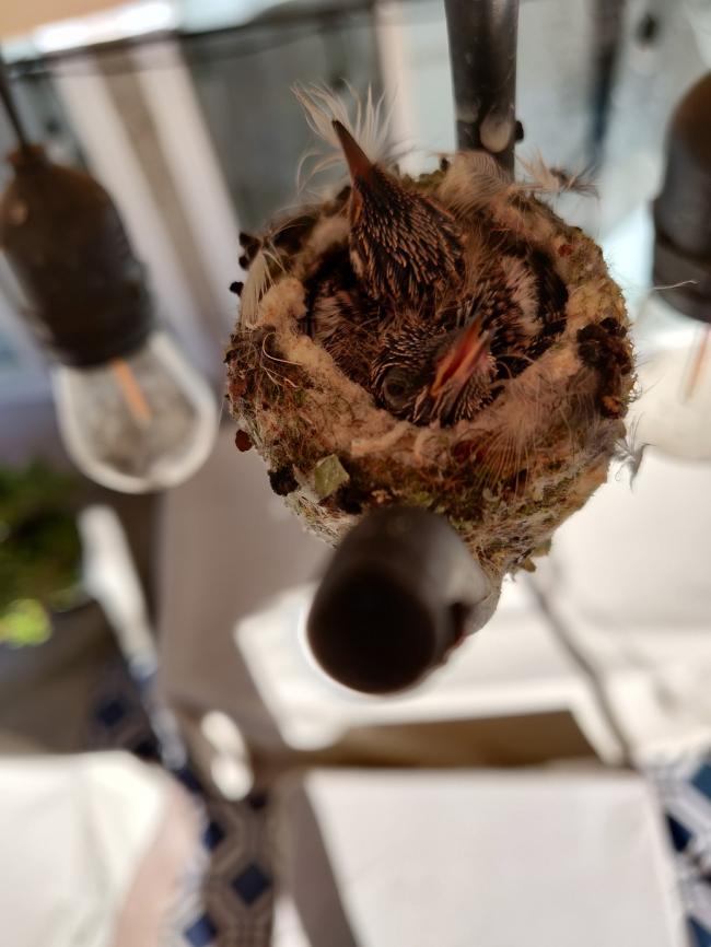 hummingbirds hatched 3-12-2020.jpg