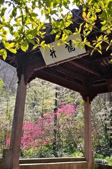 20200502064113_43631.jpg 6 龙井.jpg