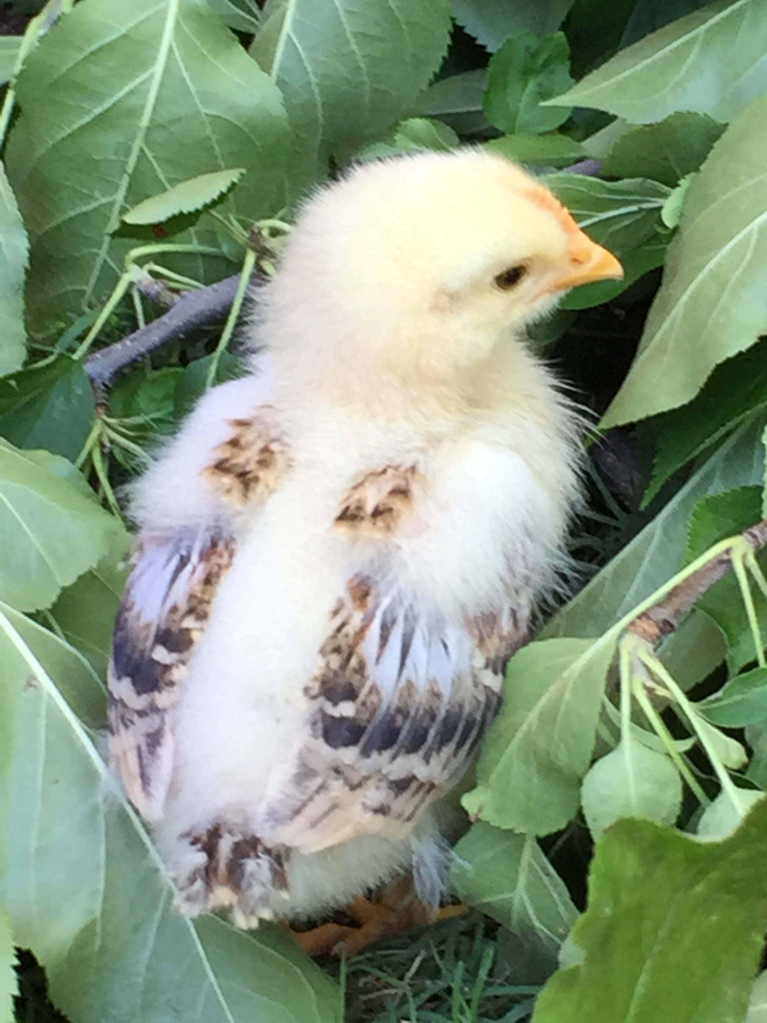 20200612155243_42317.jpg IMG_1151.JPG