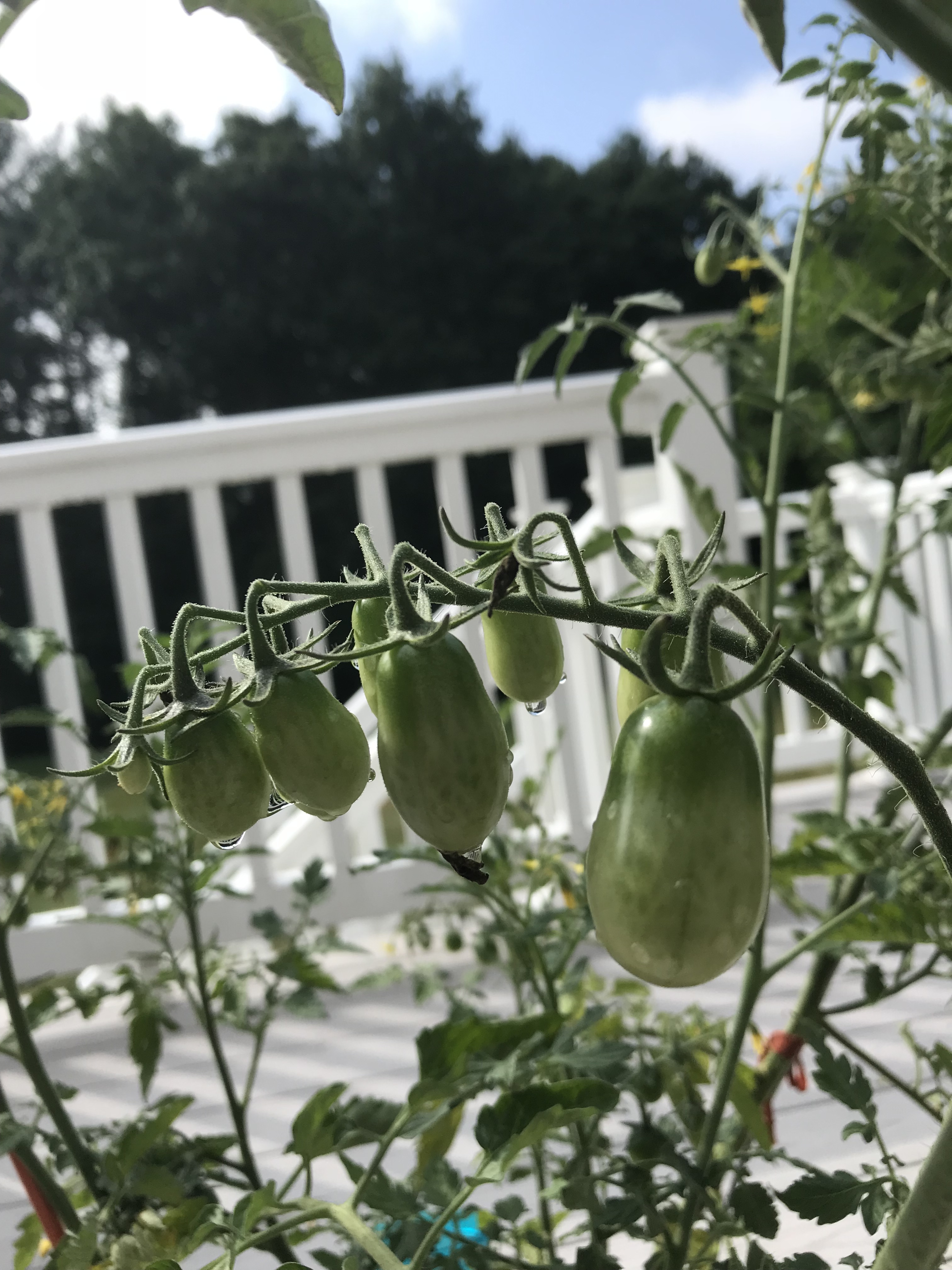 20200709105112_13006.jpeg 39A2B6A5-5CC1-4623-9132-A7F16290DA03.jpeg