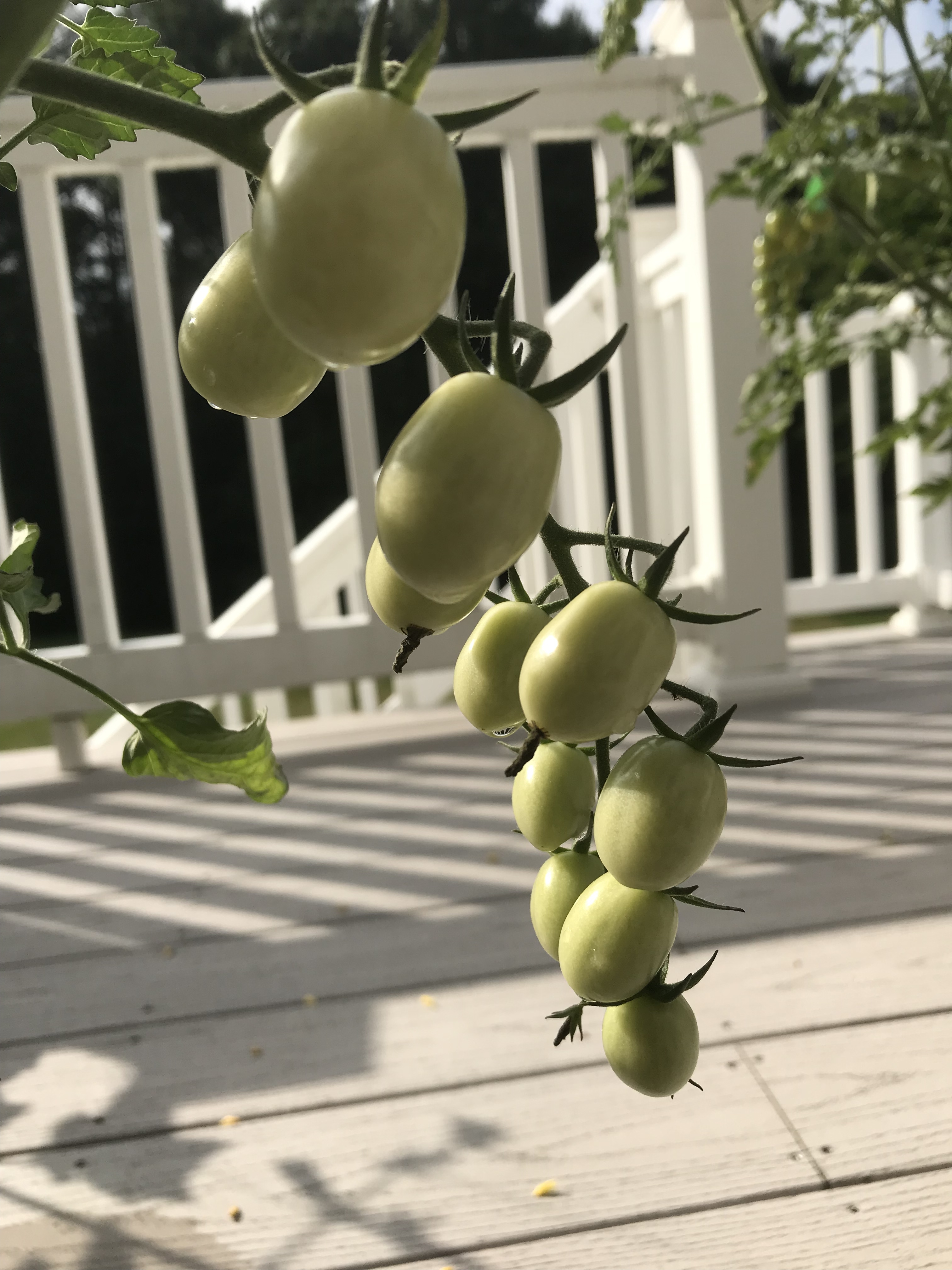 20200709105130_28848.jpeg 4B0FC6B6-BAEE-4A84-B787-71190A1A6F88.jpeg