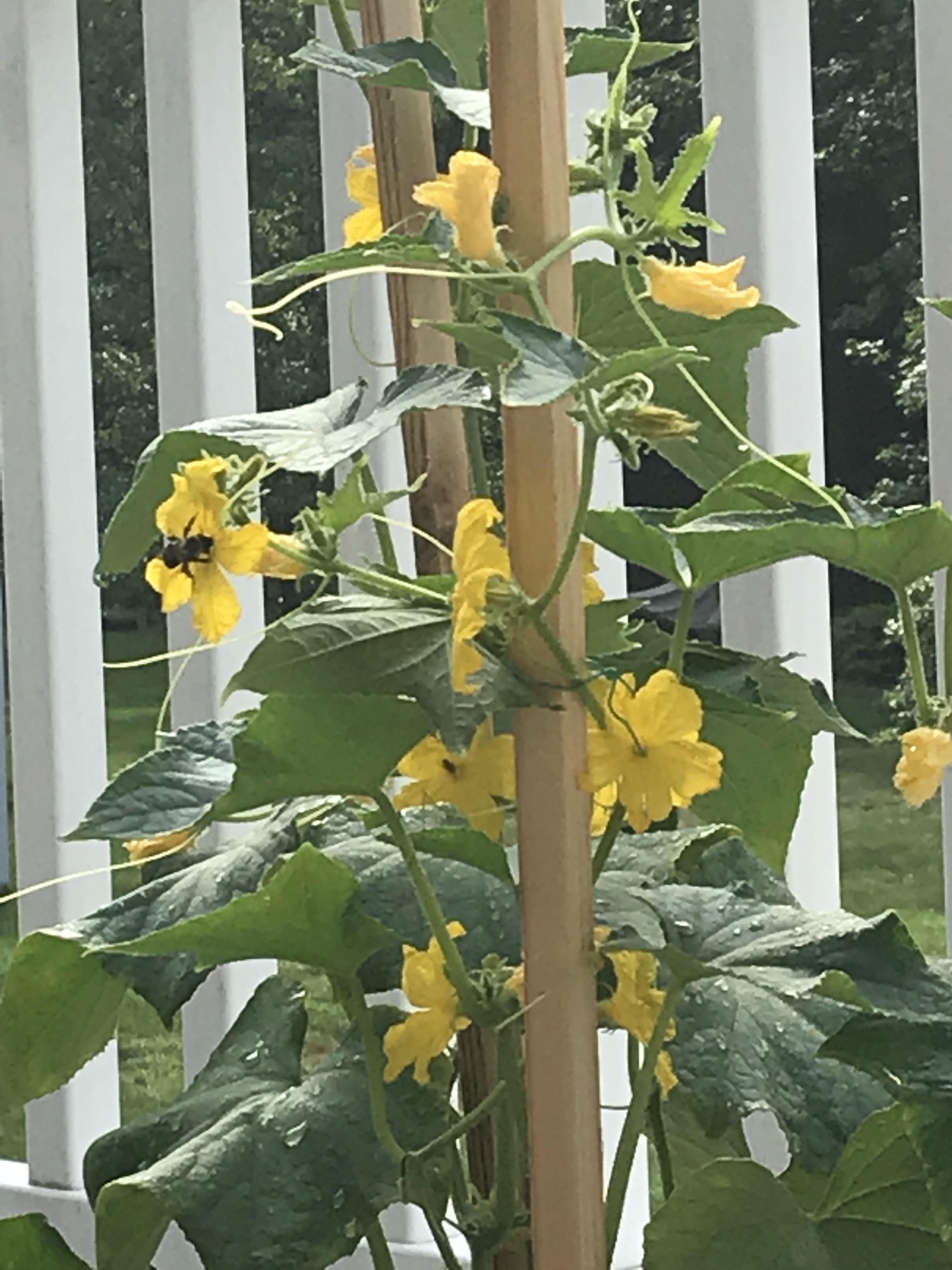 20200709133610_66529.jpeg 82814AE6-3AC1-4ACF-93BD-D0E84BA155B7.jpeg