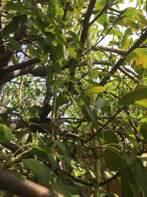 20200918141028_34696.jpg IMG_2520.JPG