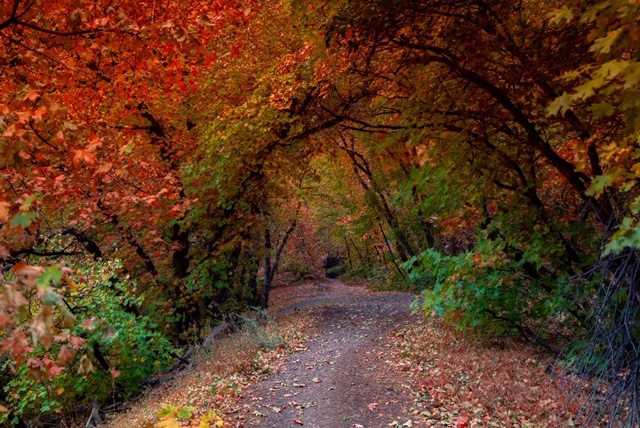 20200923173844_24359.jpg IMG_0465.JPG