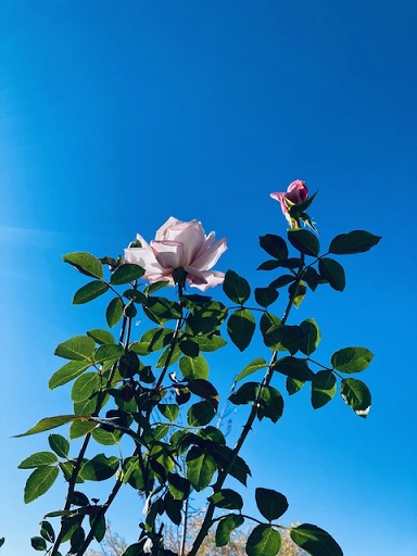 20201213121324_42286.jpg IMG_0717.jpg