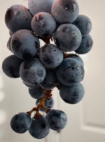 20201213122253_79322.jpg IMG_0638.jpg