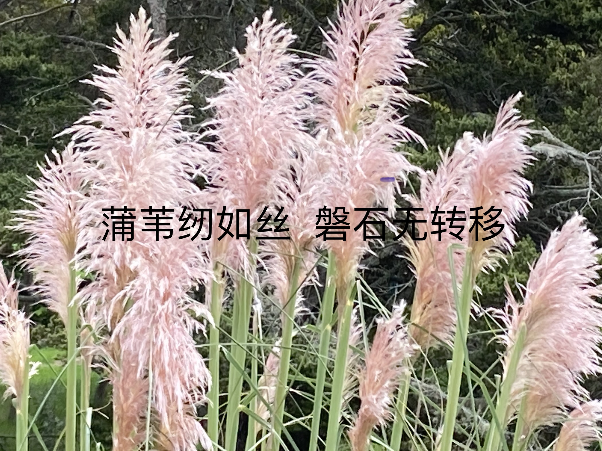 20210324205239_19946.jpeg 08E2AC7D-D93A-4703-93E8-94770FEC82F5.jpeg