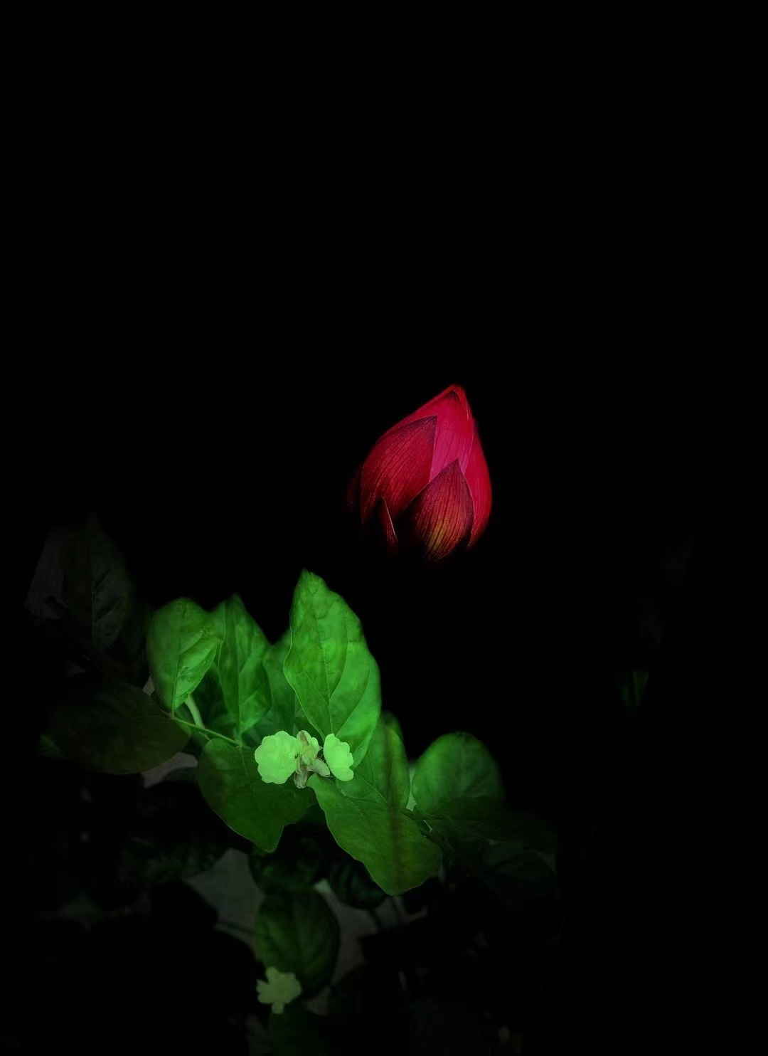 ҹõ��.jpg
