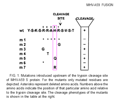mhv_a59_h_R_mutations_marked.PNG