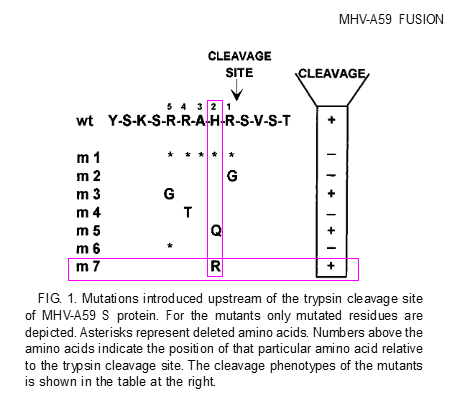 mhv_a59_h_R_mutations_marked_2.PNG