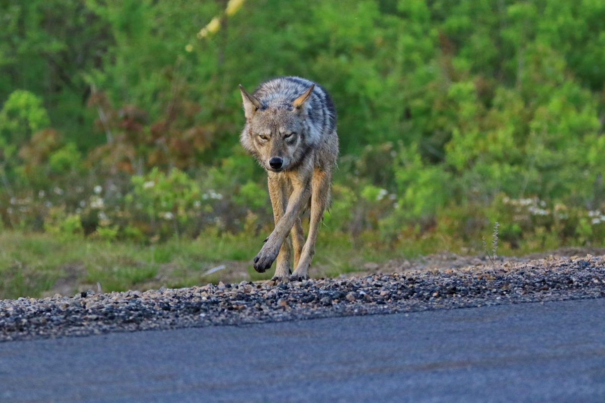 20220418072945_81158.jpg 2B6A1463.jpg