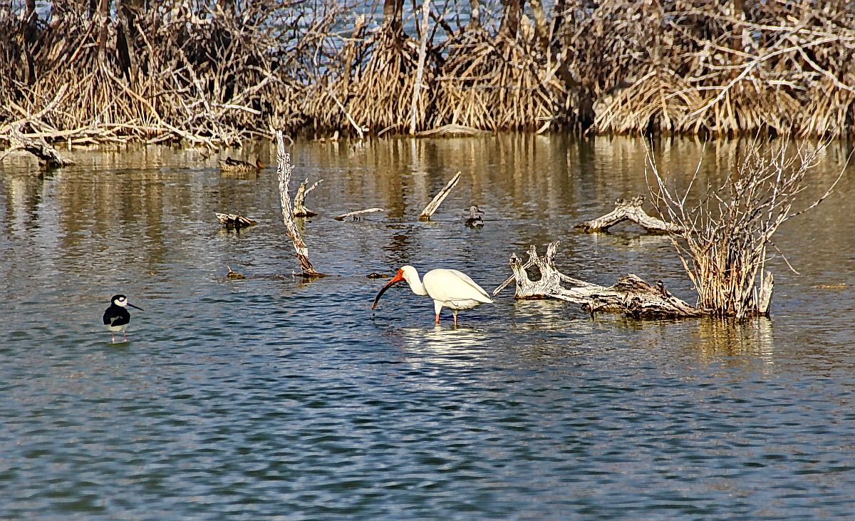 American white ibis 1.jpg