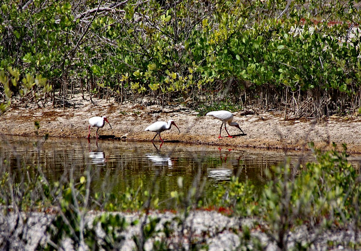 American white ibis 2.jpg