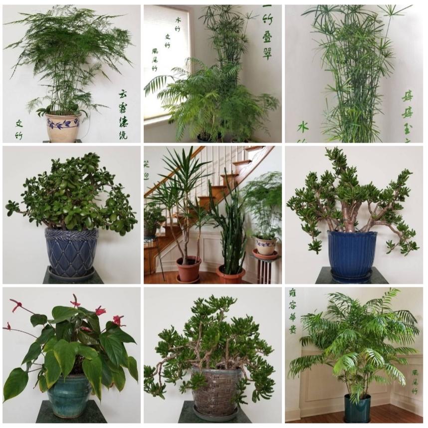 indoor plants.jpg