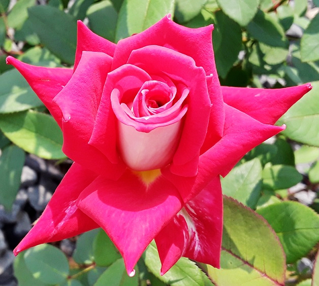 Rose 1.jpg