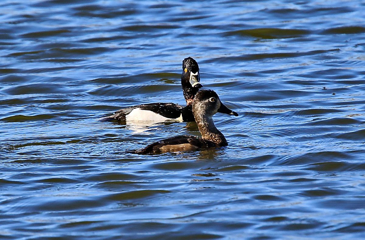 016 Ring-necked duck 1.jpg