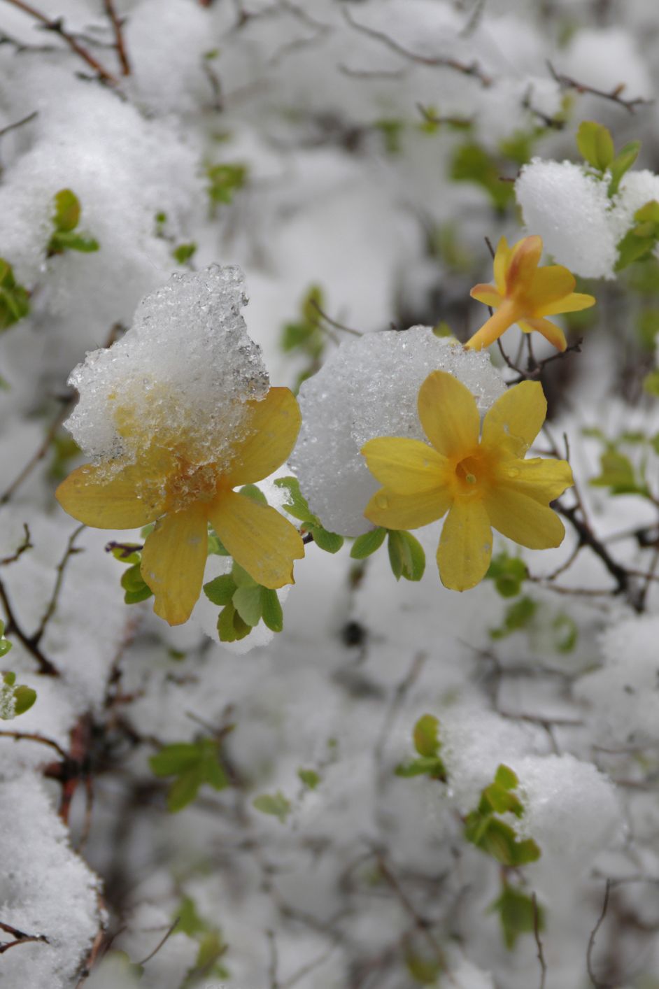winter-jasmine-royalty-free-image-1567788113.jpg