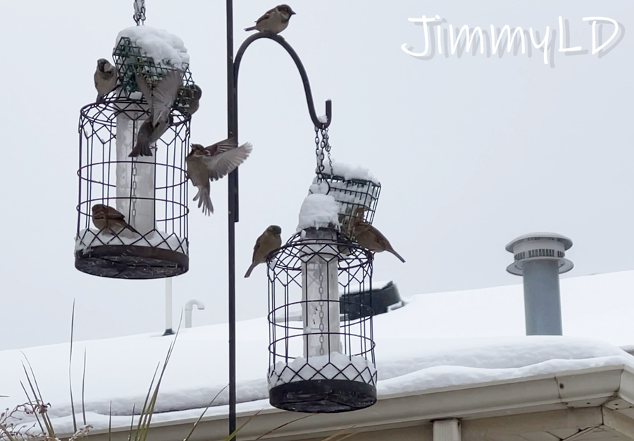 birds-eating-in-snow-(10)-900.jpg