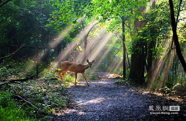 20221210174305_34822.jpg 大森林的早晨 tu.jpg