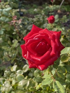 BBC5AEF9-6F46-4A36-8FC6-437D7041F8F7.jpeg