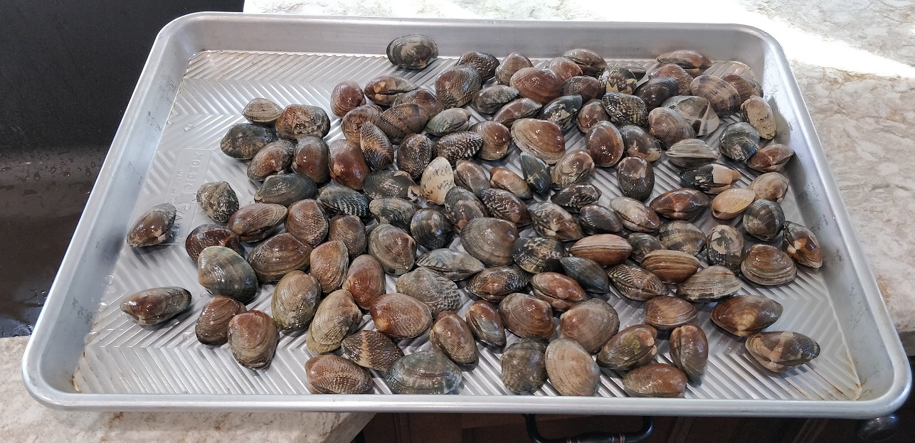 1-1-2 -clams.jpg