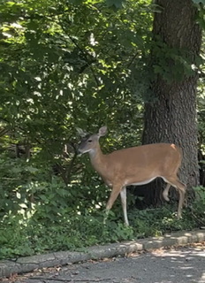 20230814073133_94510.jpeg IMG_7163.jpeg