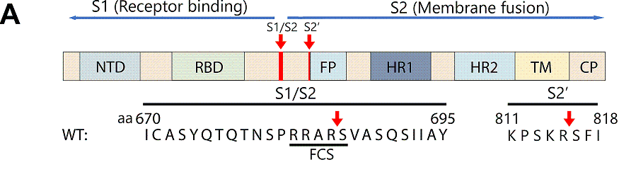 mbio.01006-21-f004_20p_top.PNG