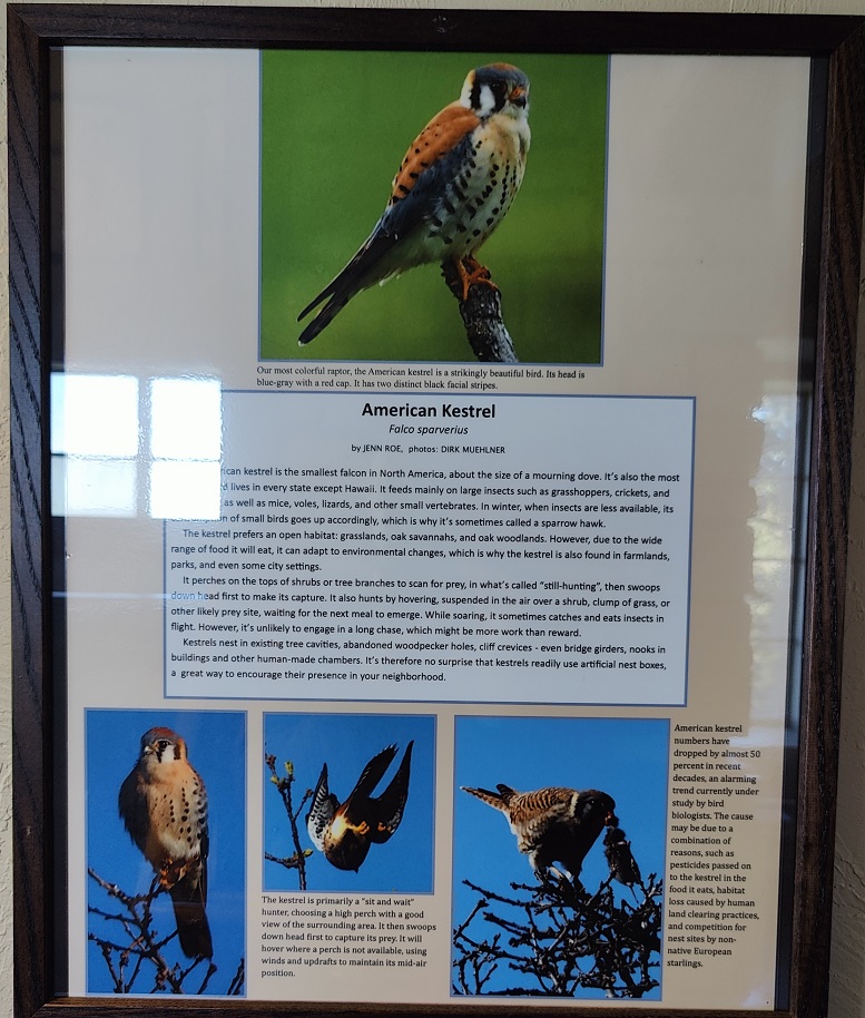 1-2-1 ׹-American kestrel.jpg