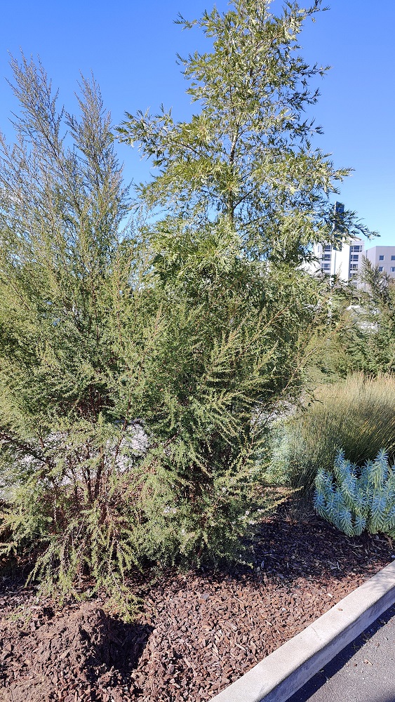 0-1 Manuka Tree.jpg