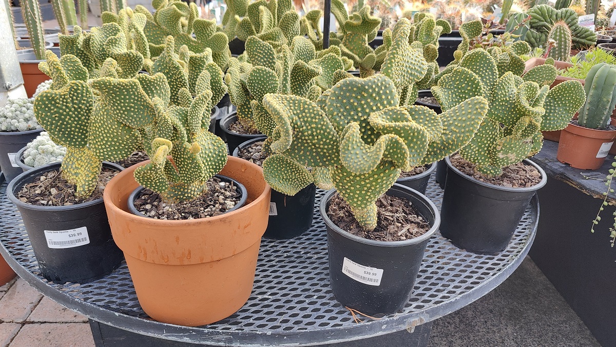 4-1  Curly Gold Opuntia.jpg