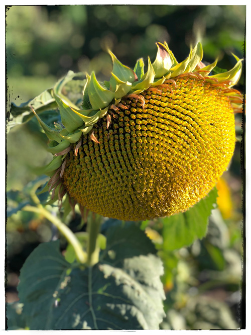 20250101163720_97531.jpg OPAAE2029.JPG