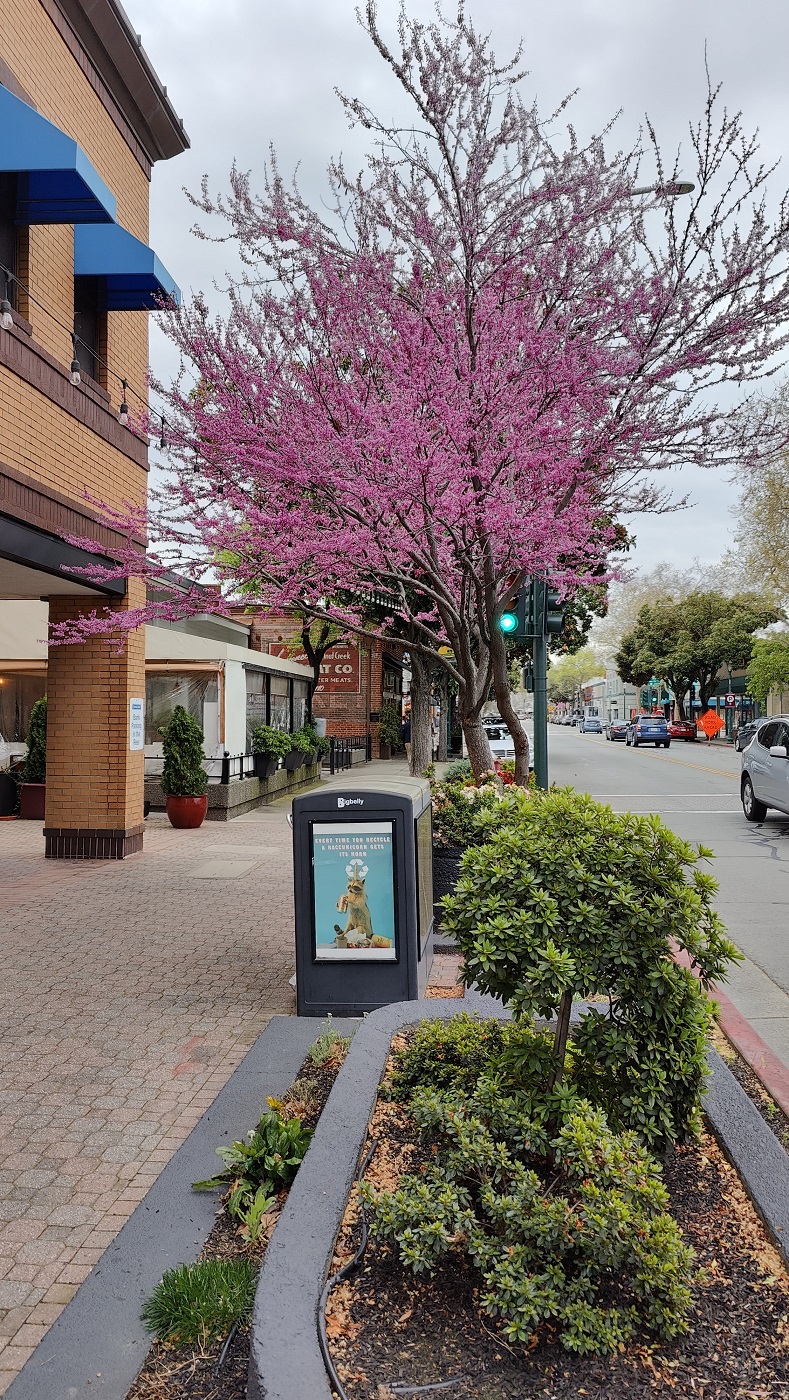 20250212044023_41842.jpg 3-27-2024 1 銀行門前花兒嬌.jpg