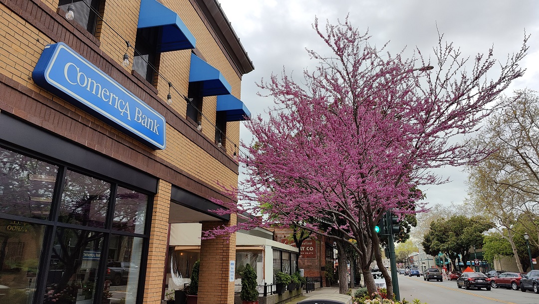 20250212044031_57592.jpg 3-27-2024 2 一樹小紅-紫荊花.jpg