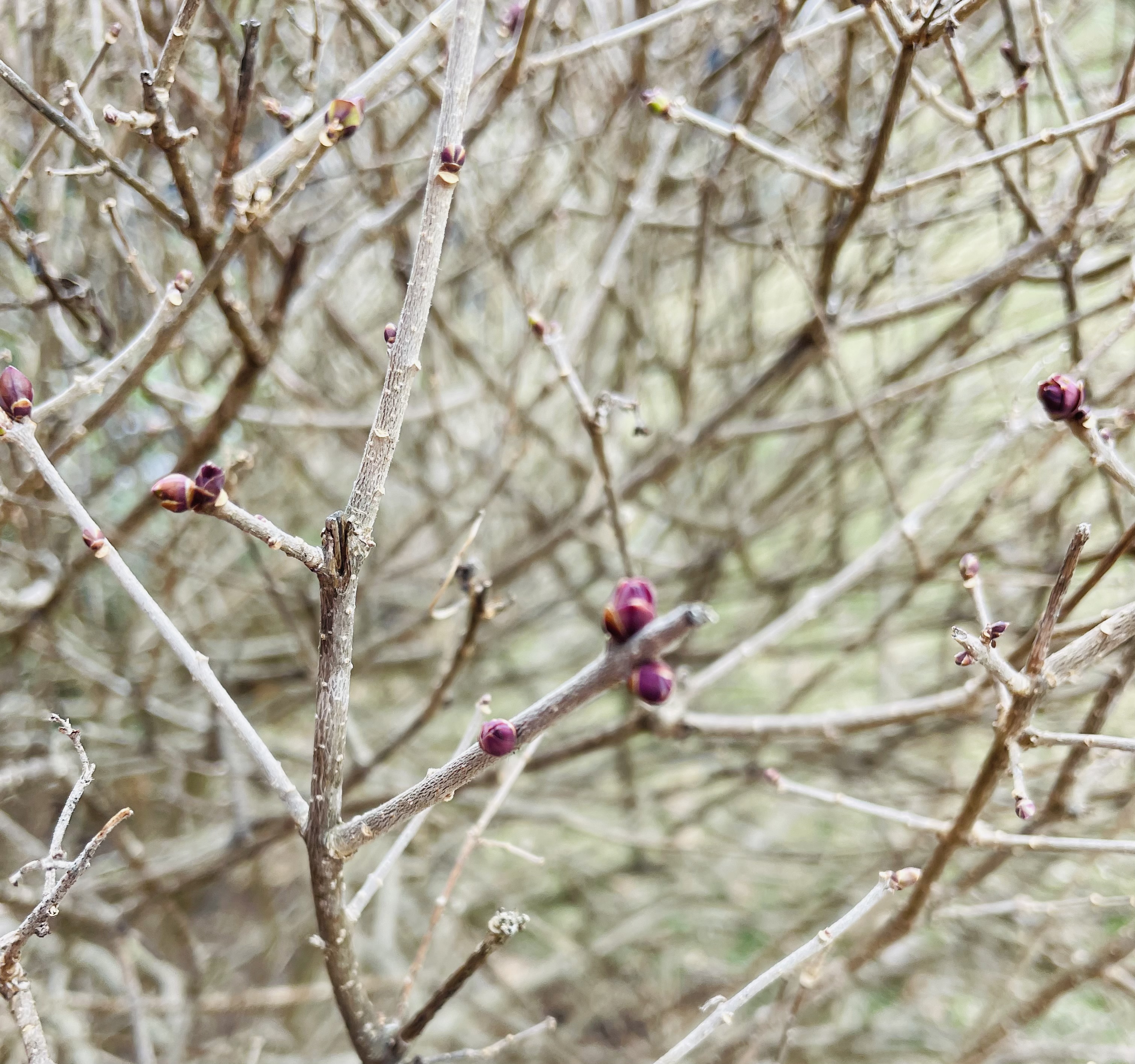 20250214090517_33584.jpeg IMG_0945.jpeg