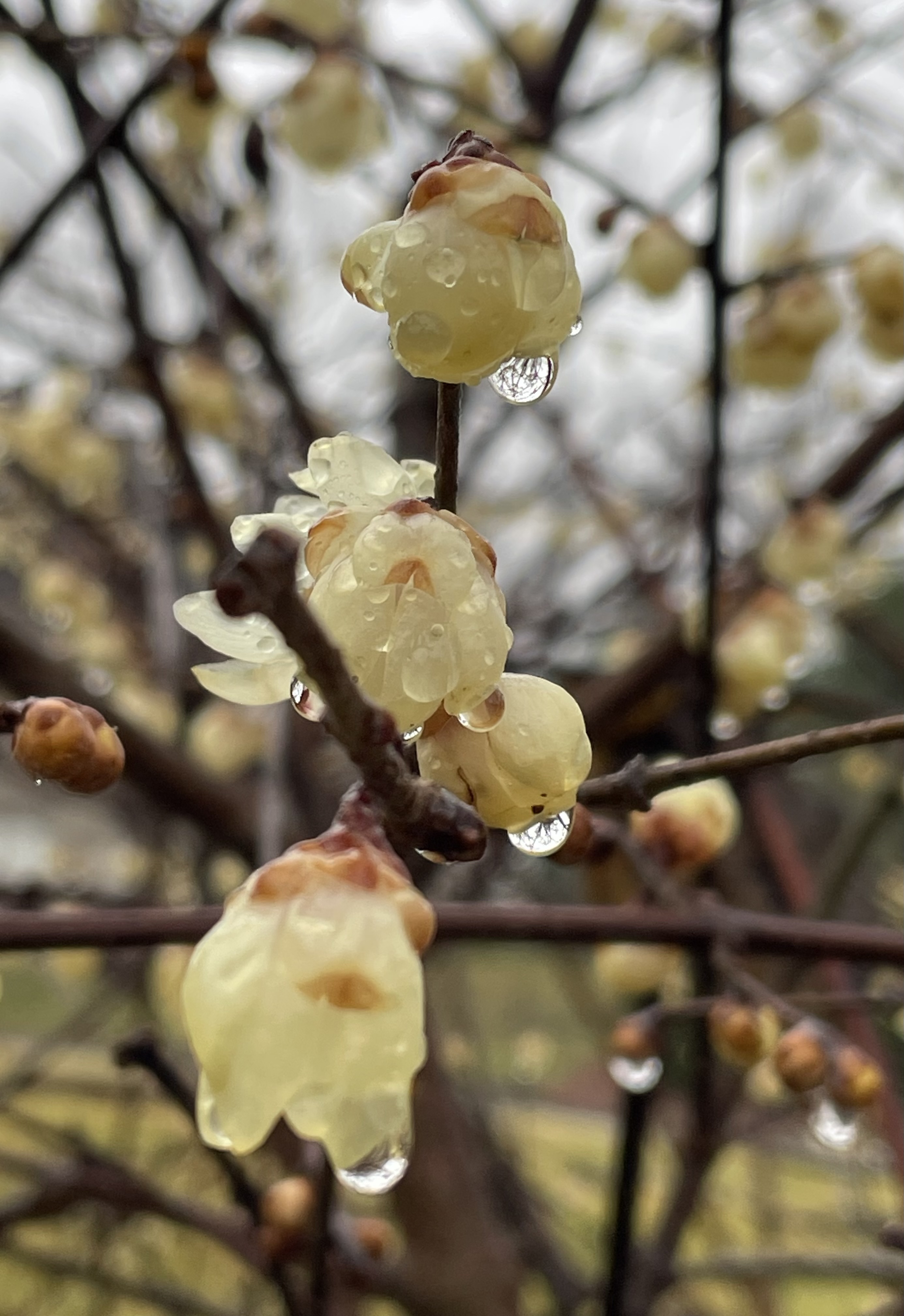 20250214092956_94230.jpeg IMG_1035.jpeg