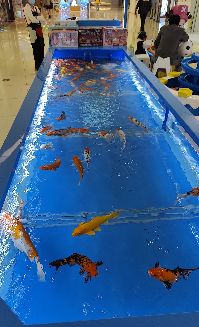 20250215044316_42375.jpg 0-2 錦鯉池.jpg