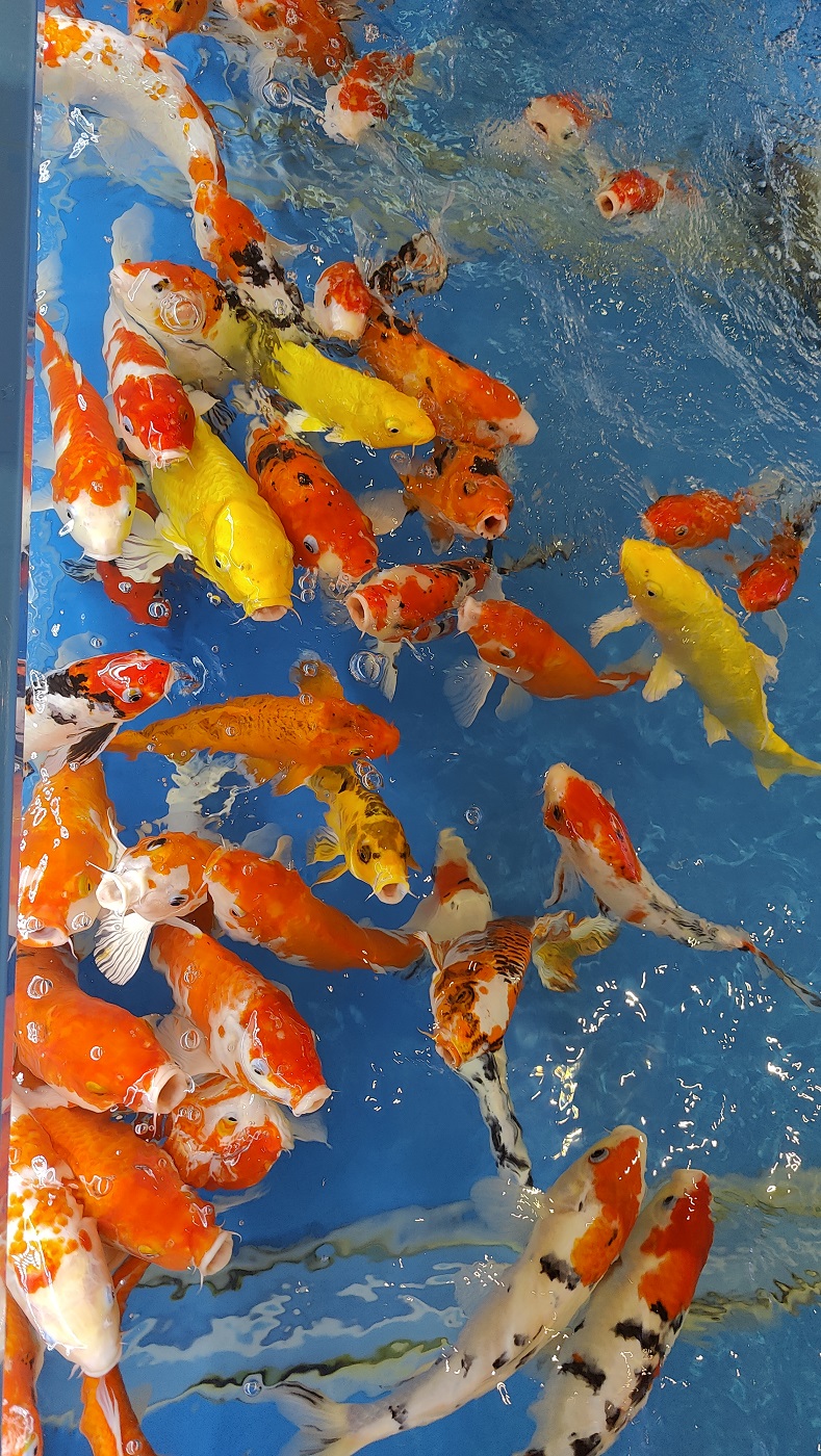 20250215044326_58440.jpg 0-3 嗷嗷待哺.jpg