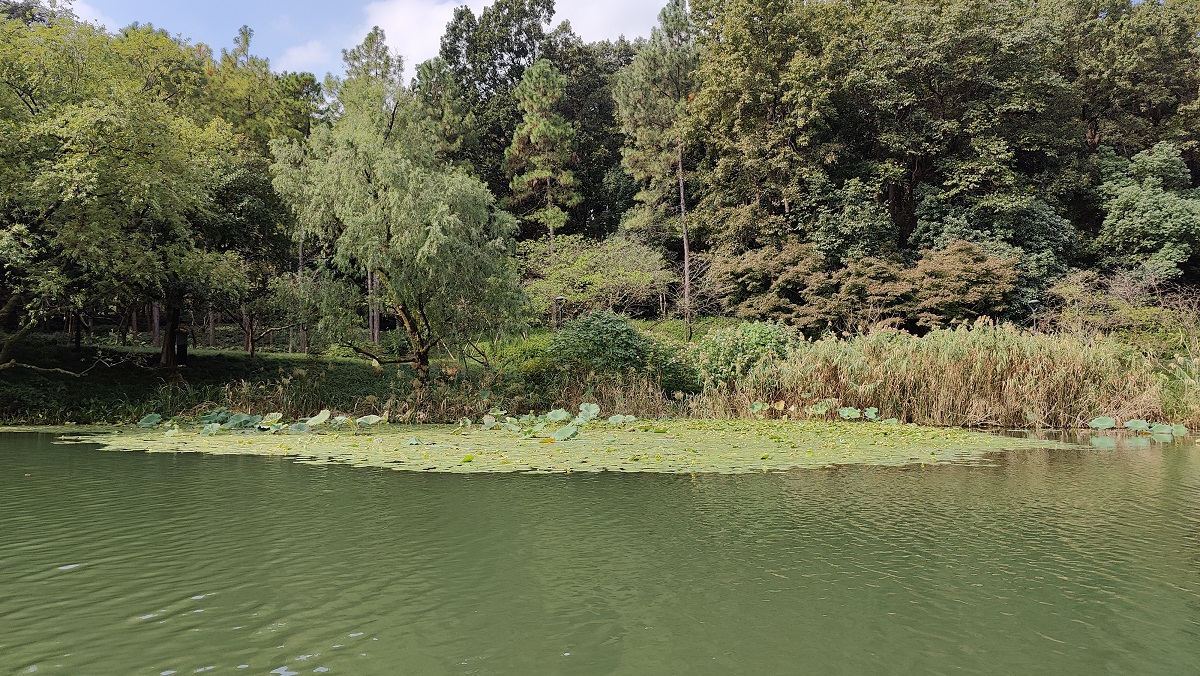 20250222043432_91144.jpg 1-6-1 黃金蓮.jpg