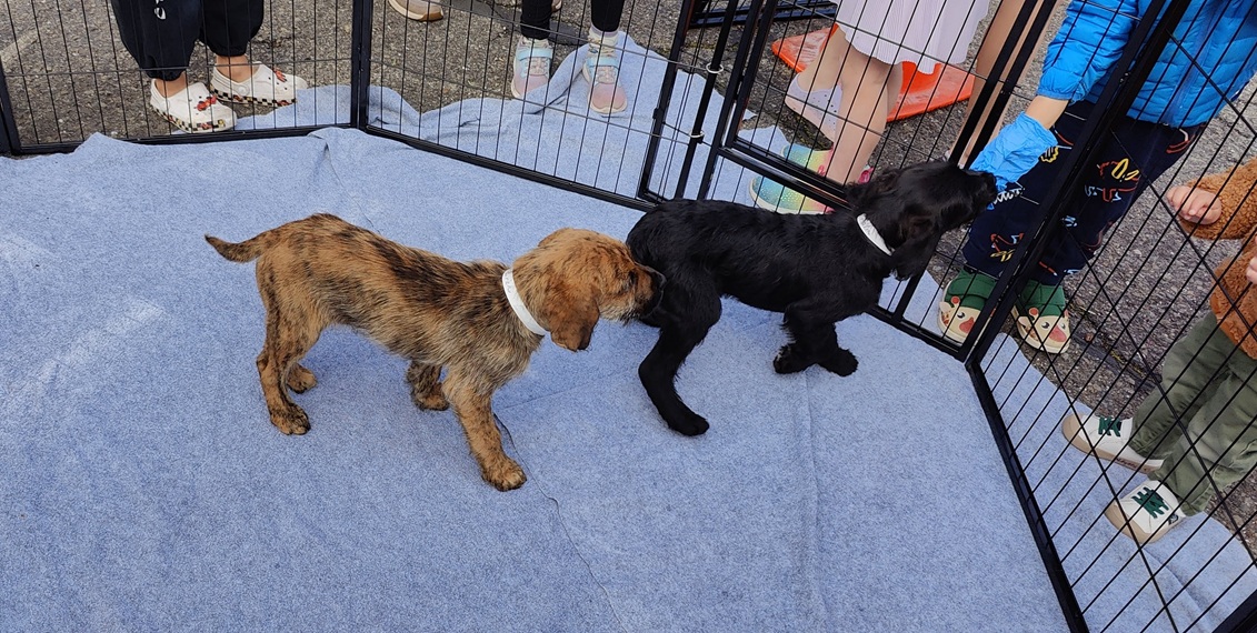 20250316060555_68455.jpg 0-1 小犬可以撫摸.jpg