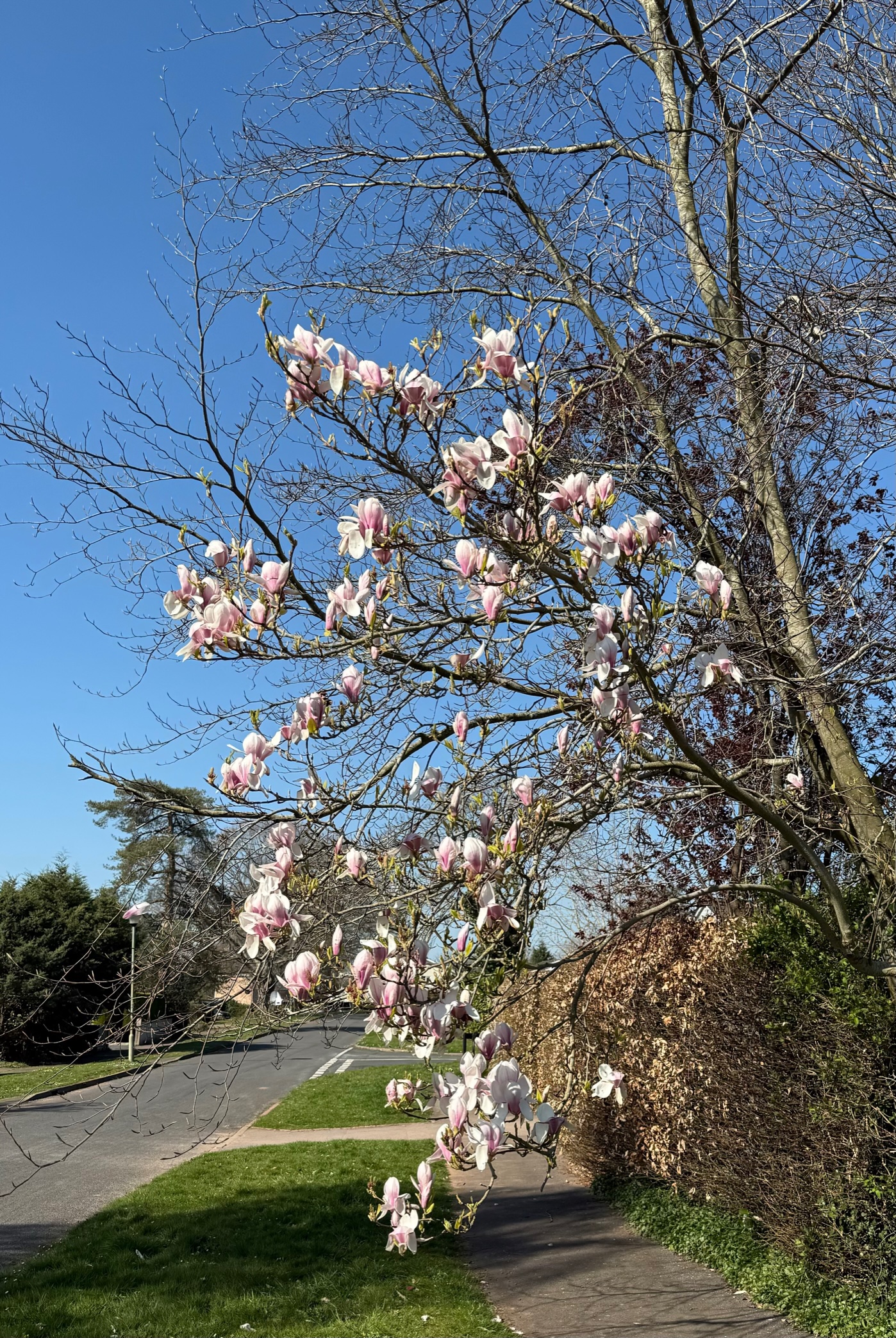 20250404020756_73517.jpg IMG_7318 (2).jpg