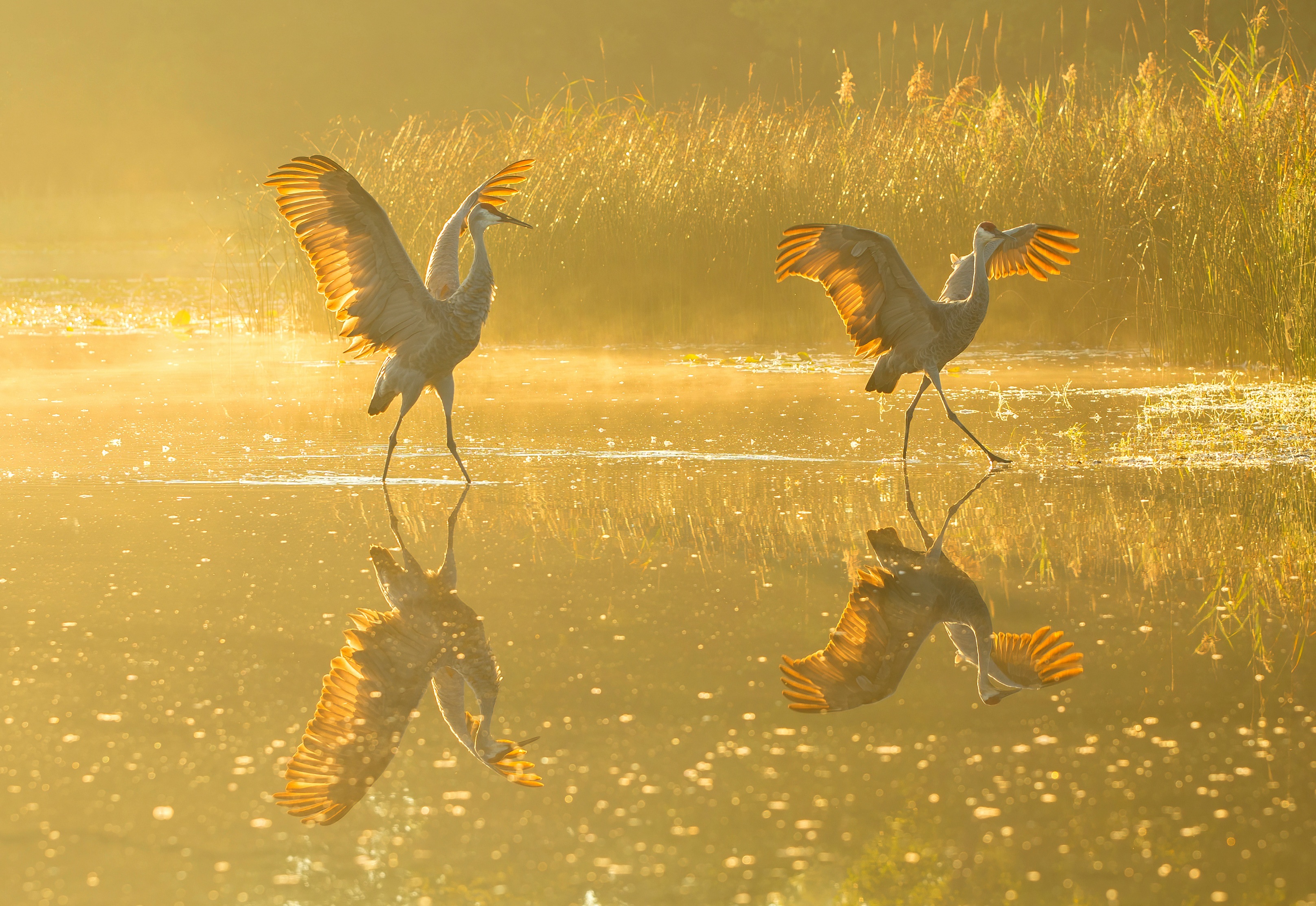 20250427130729_19914.jpg 沙丘鶴 - 雨虹攝於 2018年秋.jpg