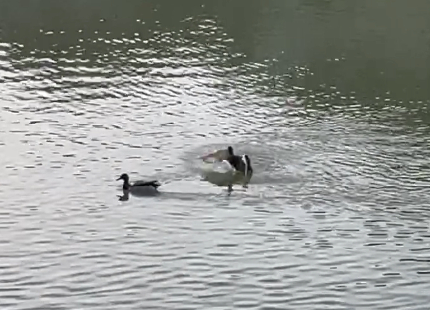 20250707101620_79360.jpeg IMG_4404.jpeg