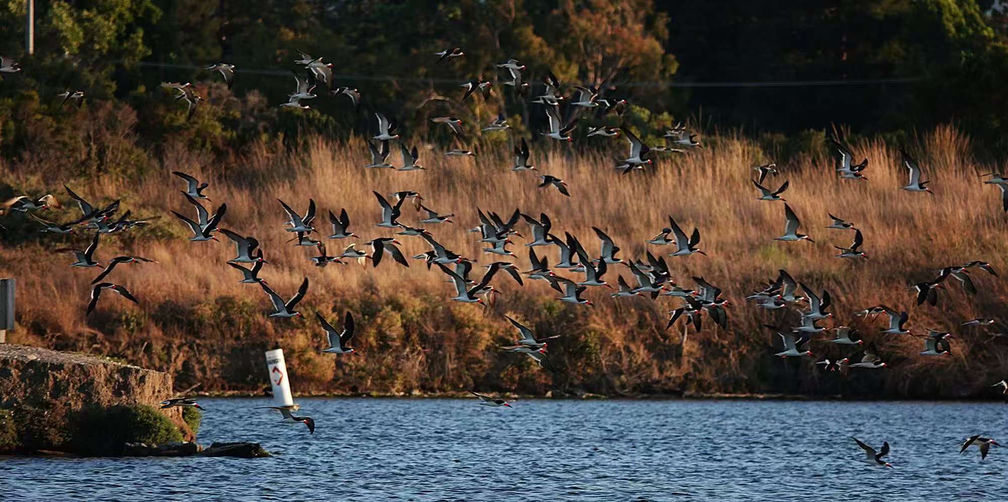 20250927153337_97075.jpg 1000019920.jpg