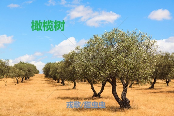 20250929204834_72358.jpg 橄榄树TC.jpg