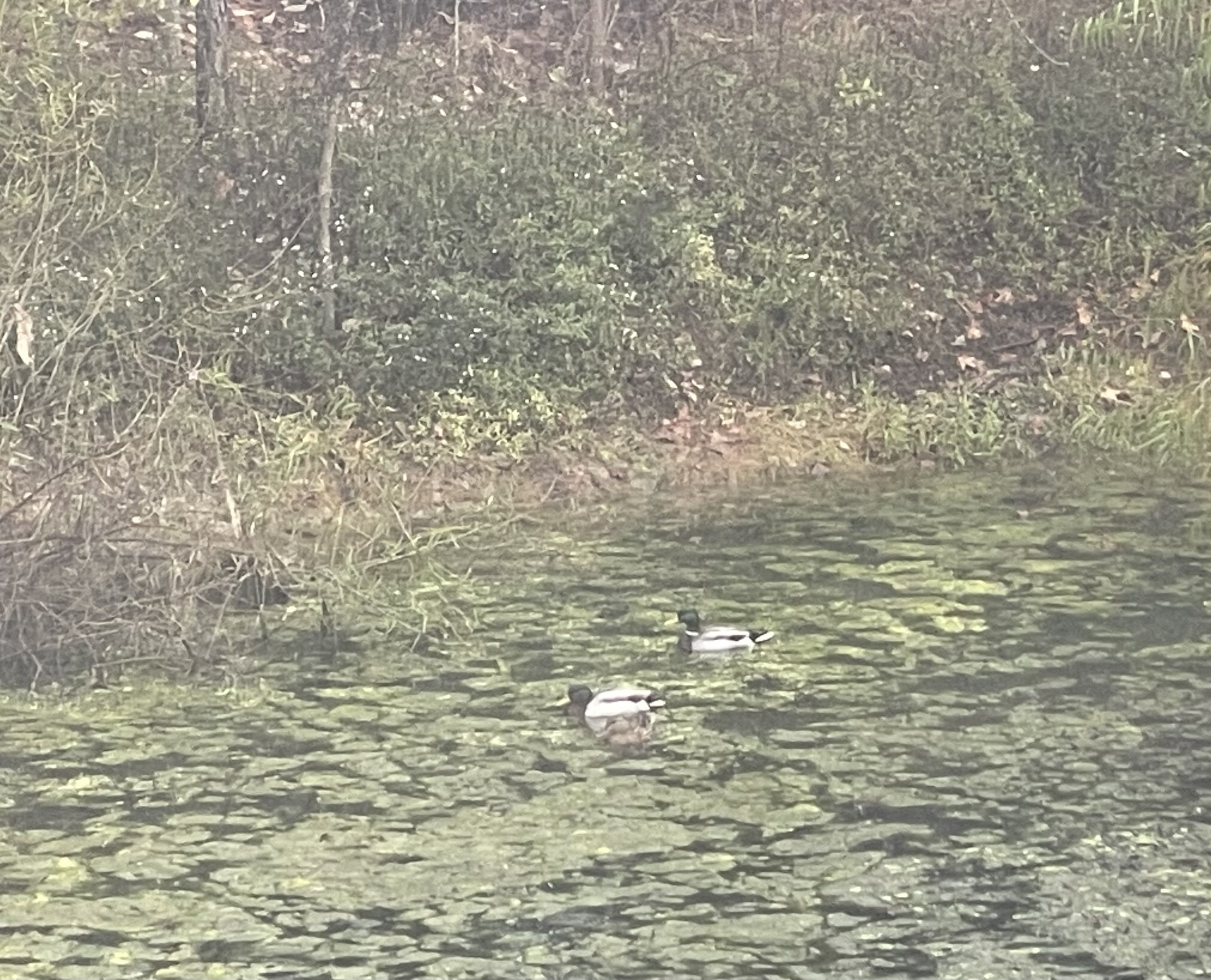 20251107172410_44749.jpeg IMG_8396.jpeg